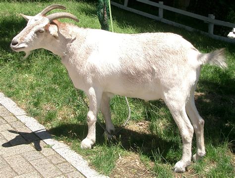 File:Goat 01.jpg - Wikimedia Commons