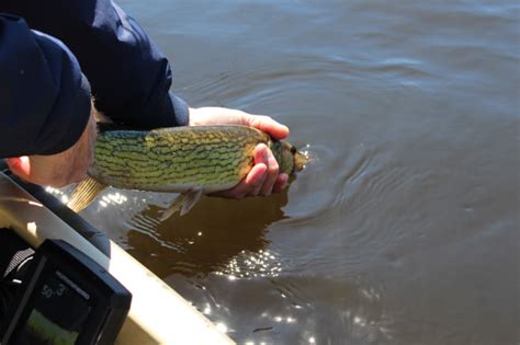 Toothy Tips for Winter Pickerel Fishing | FishTalk Magazine