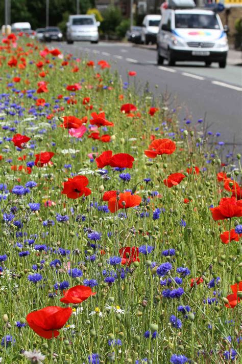 Roadside wildflower meadows are springing up across the UK – and they ...