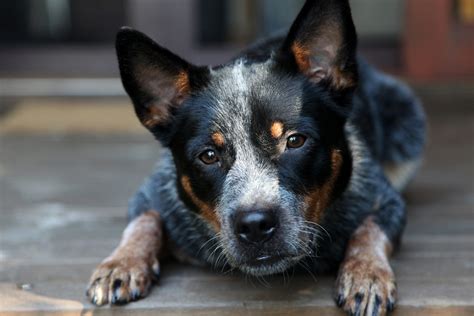 Mini Blue Heeler: A Dog You Don't See Every Day