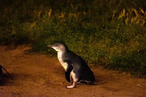 Phillip Island Penguin Parade: 23 Essential Things You Should Know ...