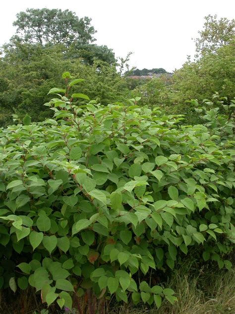 Japanese knotweed in full leaf | Wildscapes