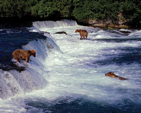 Three Grizzly Bears Salmon Fishing, Katmai, Alaska | Museum of the Big Bend