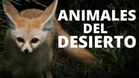 Los 25 animales del desierto más comunes🐪 - YouTube