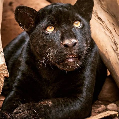 Beautiful Black Jaguar 😳. . . @lucas.l8photos www.l8photos.com . . Due to melanism, some jaguars ...