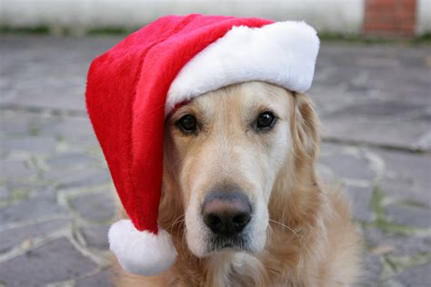 Golden Retriever Christmas Wallpaper - WallpaperSafari