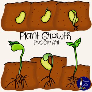 Plant Growth Clip Art - Made By Teachers