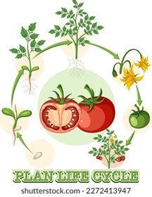 Life Cycle Tomato Plant Diagram Illustration Stock Vector (Royalty Free ...