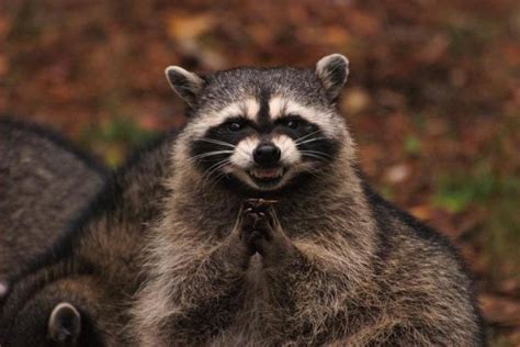 Create meme "revenge of the raccoon, evil raccoon, insidious raccoon ...