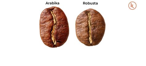 Perbedaan Kopi Robusta dan Kopi Arabika, Mana Lebih Baik? | Kopitem