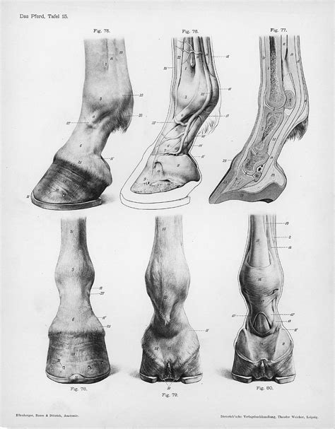 File:Horse anatomy hooves.jpg - Wikipedia