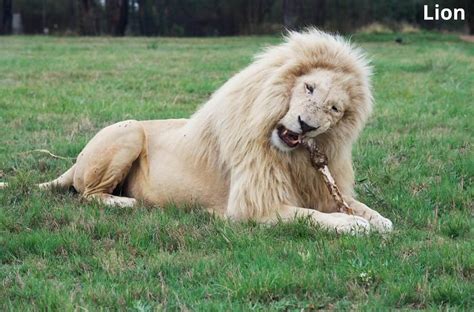 What Animals Eat Bones? 11 Animals That Eat Bones - Animal Quarters