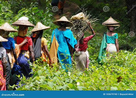 Tea Garden at Sylhet, Bangladesh Editorial Image - Image of hillarea ...