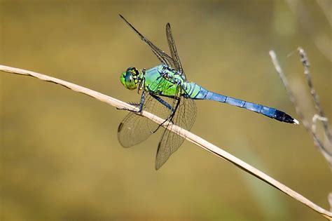 "Blue/Green Dragonfly" by Colin Bester | Redbubble