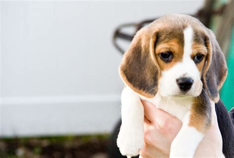 Gallery For > Beagle Puppies