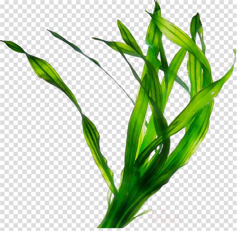 0 Result Images of Seagrass Png - PNG Image Collection