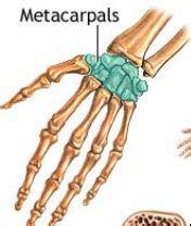 Structure and Function of Bones - Marching Band Anatomy