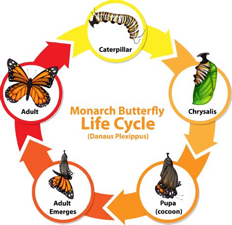 Butterfly Life Cycle Diagram Stock Vector Image Art A - vrogue.co