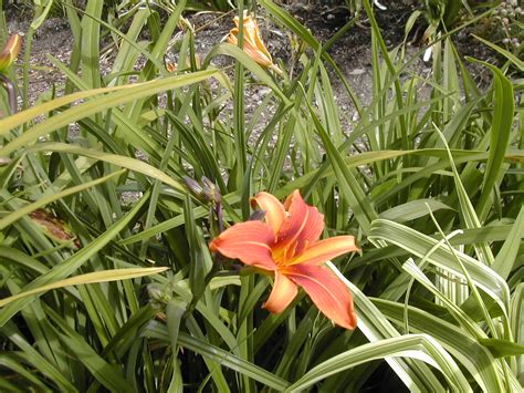 Urban Oasis Daylilies: Variegated Hybridizing update