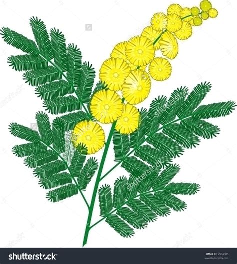 Wattle clipart, Download Wattle clipart for free 2019