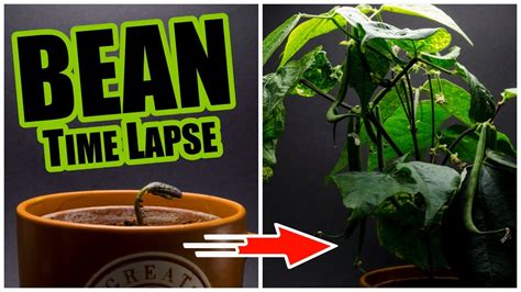 Bean Growing Time Lapse - 60 days in 3 minutes - YouTube