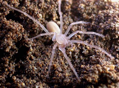 Cave Spider defies tropical environment, remains pasty – Sciworthy