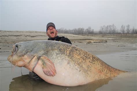 Silure record : les 10 plus gros silures pêchés à ce jour