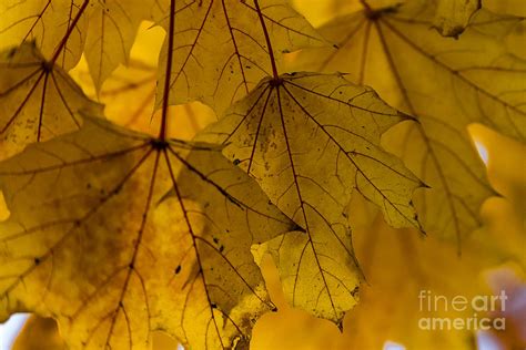 Yellow Autumn Leaves Photograph by Alissa Beth Photography | Fine Art America