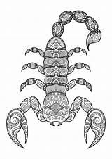 Scorpion Coloring Pages  Clowncoloringpages sketch template