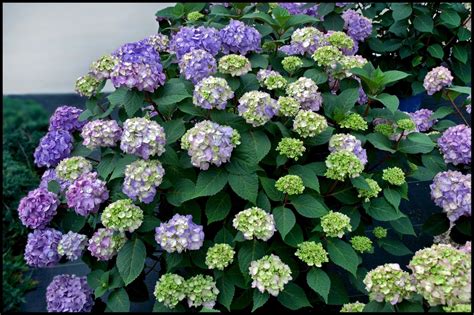 BLOOMSTRUCK HYDRANGEA – Hinsdale Nurseries