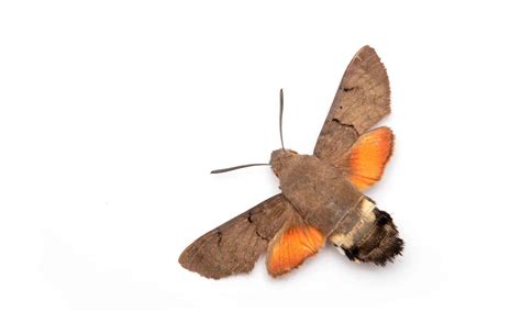 Hummingbird Hawk-Moth - A-Z Animals