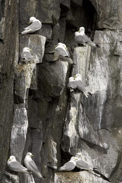 Free picture: black, legged, kittiwakes, birds, nesting, cliff