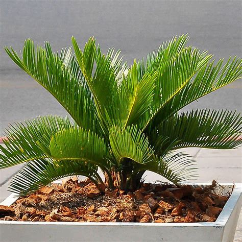 Premium Cycas Revoluta | Best Indoor Plants | Potted Plant Gift 30-40cm ...