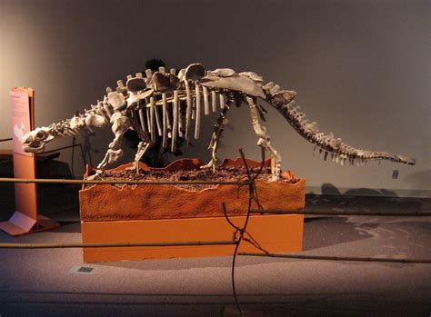 Crichtonsaurus no4 | Original fossil - an early relative of … | Flickr