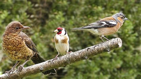 Beautiful Birds Singing and Chirping - On The Special Perch - YouTube