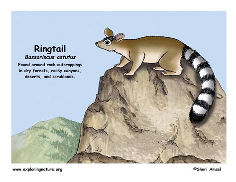 Ringtail