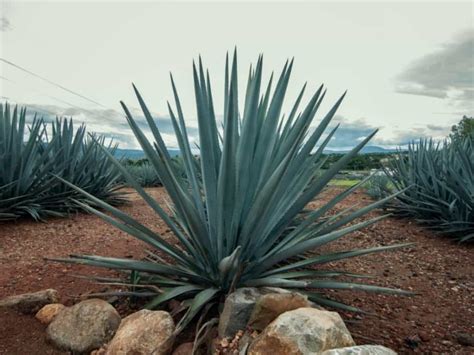 Agave Plant: How to Grow and Care for Them