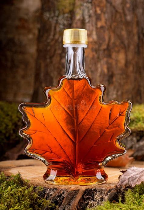 Maple Syrup Season in Canada Stock Photo - Image of canadian, grove ...