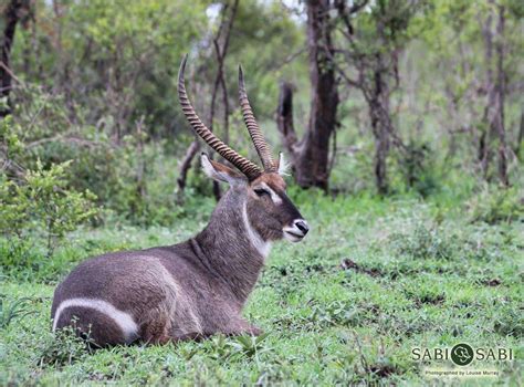 Waterbuck | Sabi Sabi Private Game Reserve Blog