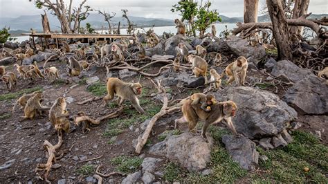 Primal Fear: Can Monkeys Help Unlock the Secrets of Trauma? - The New York Times