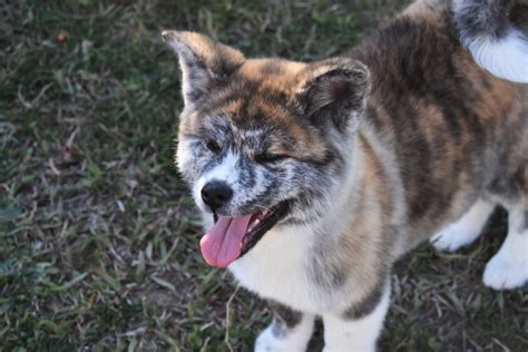 Peeva - Blog - The Complete Guide to Akita Dogs