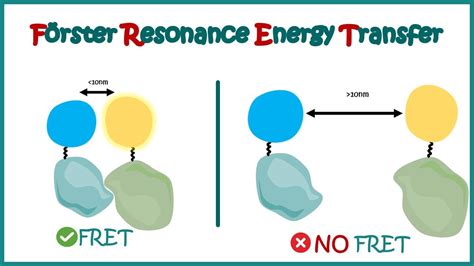 FRET | Fluorescence (Forster) Resonance Energy Transfer | Application ...