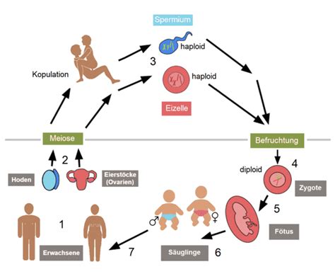 Menschliche Fortpflanzung - Wikiwand