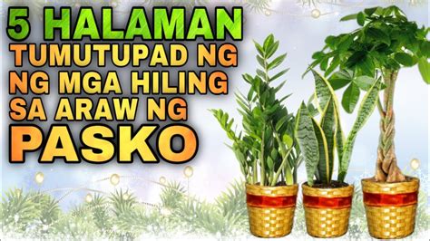 5 HALAMAN DAPAT IPASOK SA LOOB NG BAHAY SA ARAW NG PASKO | Lucky plants that grant Christmas ...