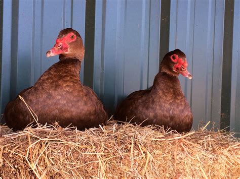 Beautiful pair of chocolate Muscovy hens | Muscovy duck, Duck, Animals