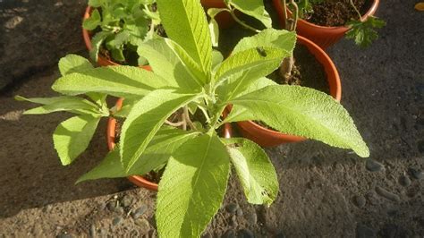 Halamang Gamot Na Dahon Ng Sambong