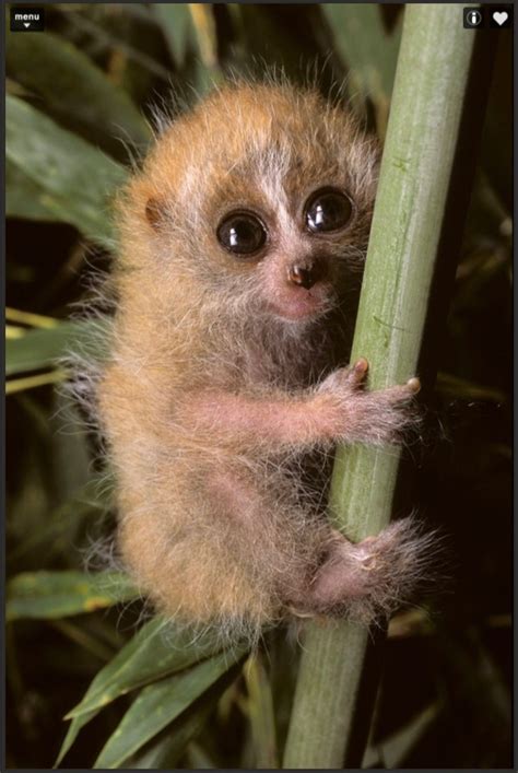 Pygmy loris Cute Creatures, Beautiful Creatures, Animals Beautiful, Nature Animals, Animals And ...