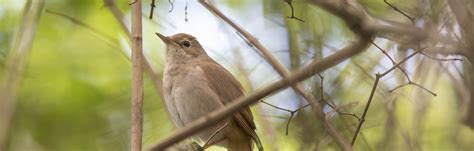 The meaning and symbolism of the word - «Nightingale»