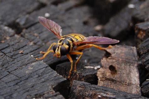 Yellow Jackets by John Minczeski – Cider Press Review