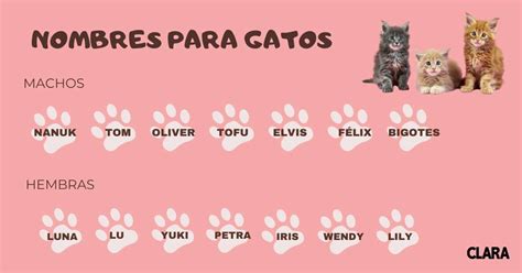 350 nombres de gatos bonitos y originales (ordenados por tipología)